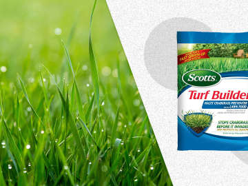 Scotts Turf Builder Crabgrass Preventer Is on Sale for $30 Right Now, and It