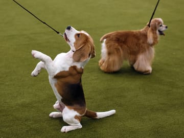 Dog Food Recalled in 4 States Due to Salmonella… 