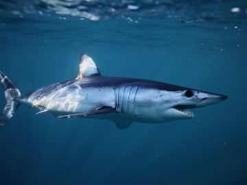 Seven-Year-Old Boy Seriously Injured in Shark… 