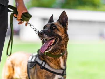 300 Cases of Dog Food Recalled for Plastic… 