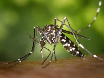 Health Officials Sound Alarm on Spread of Potentially Debilitating, Mosquito-Borne… 