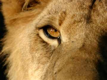 Beloved Lion 