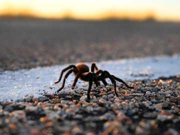 These States Are About to Be Crawling With… 