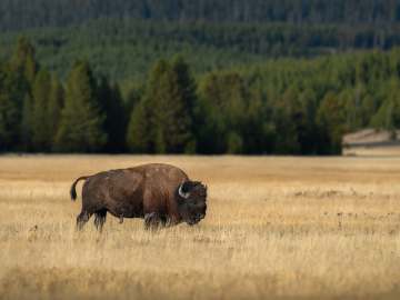 Latest Badly Behaved Yellowstone Tourist Caught Taunting Massive Bison      … 