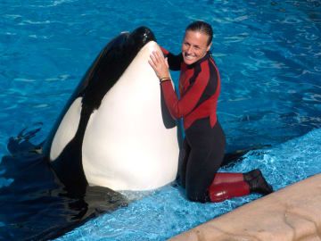 Dawn Brancheau: Real Story of SeaWorld Trainer Killed by Orca Killer… 
