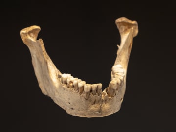 Dental Remains Reveal Odd Mating Habits of Early… 