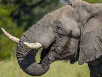 Selfie-Seeking Tourist Trampled by Angry Elephant on… 