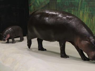 Baby Hippo Mars Goes Viral After Adorable ‘Mom Stare’… 
