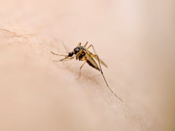 Man Dies After 5-Year Battle With Mosquito-Borne… 