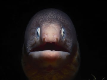 Nightmare-Inducing Sea Creature Washes Up on California… 