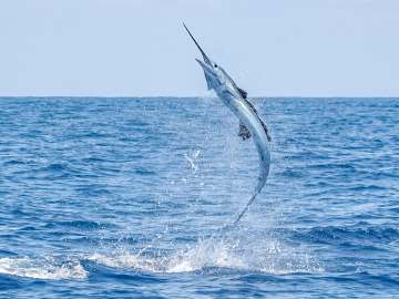 Attacks on humans by swordfish are incredible rare.