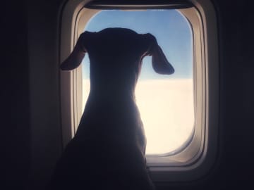 Airline Sued After Dog Dies… 