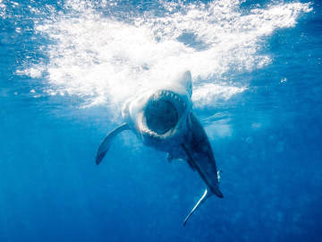 Surfer Survives Second Shark Attack on Same Florida… 