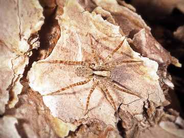 New Spider Species Found 