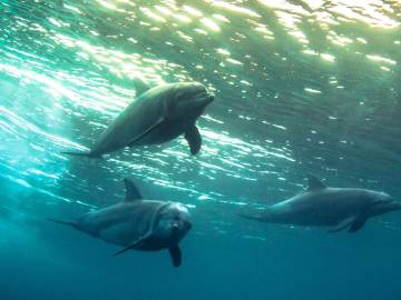 Butchered Dolphin Remains Found on Popular… 
