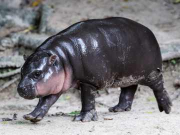 Baby Hippo Moo Deng 