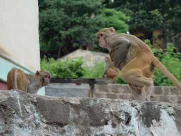40 Monkeys on the Loose After Escaping From Research… 