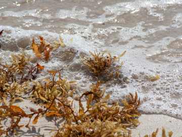 Human Head Washes Ashore in… 