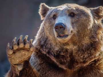 Biologists determined that "it was clearly a human in a bear suit."