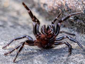 The species has been known to kill a human in as little as 15 minutes.