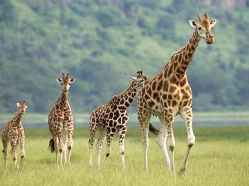 Wildlife Officials Make Heartbreaking Announcement About Future of… 