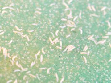 The flies are among the most damaging agriculture pests in the world.