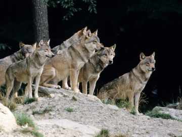 Wolves Return to This National Park for First Time in a… 