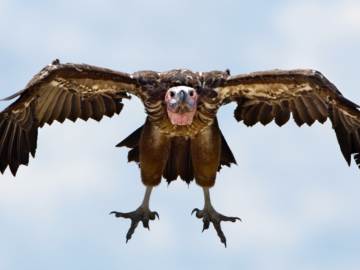 Pilot Shares Moment Massive Vulture Crashes Through… 