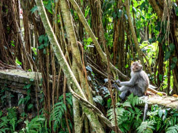 Two Tourists Killed at Popular Monkey… 