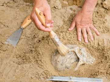 New Fossil Suggests Humans Didn