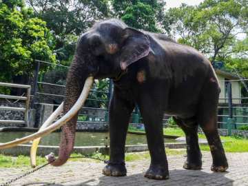 Tourist Killed While Bathing Elephant at Thailand… 