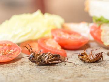 Cockroaches, Maggots Swarm McDonald’s Kitchen in Nauseating… 