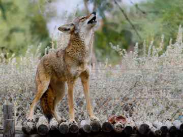 Feral Coyote Invades Supermarket, Evades Capture in Wild… 