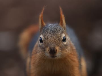 Teen Dies After Being Mistaken for Squirrel in Hunting… 