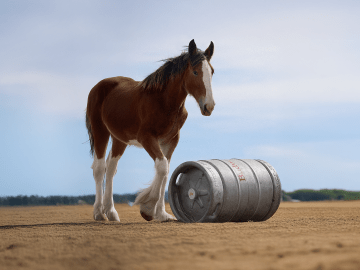 Budweiser