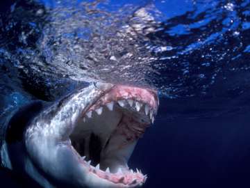 Teen Dead After ‘Serious Shark Bite’ at Popular… 