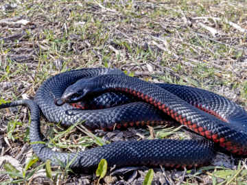 Jaw-Dropping Number of Venomous Snakes Removed From Man