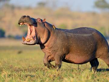 Man Sues Safari Tour Company After Wife Killed by… 