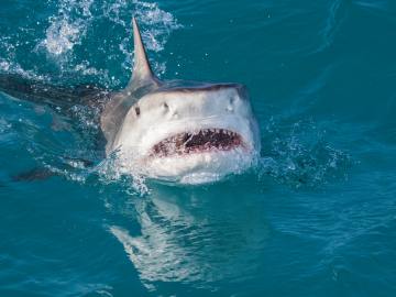 Tourist Injured After Trying to ‘Take Photographs’ With 6-Foot… 