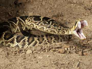 Grocery Store Worker Finds Venomous Surprise in Shipment of… 
