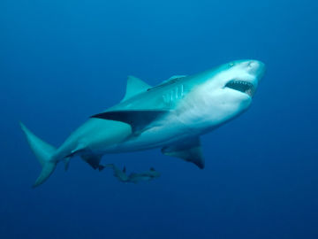Man Attacked by Monster Shark Describes 