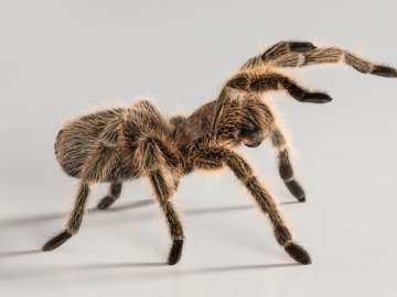 Stowaway Tarantula Bites Pilot With Severe Spider Allergy… 