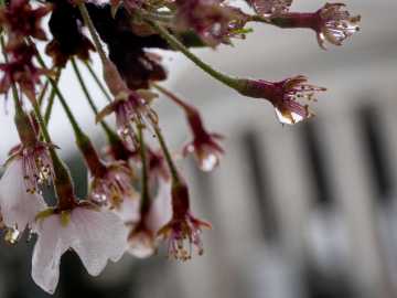 World-Famous Cherry Blossoms Approaching Peak Bloom for… 