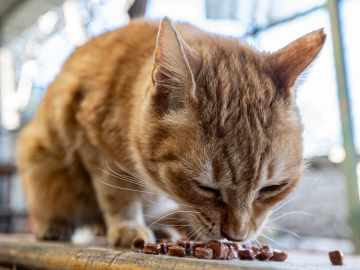 Pet Food Brand Recalled for Deadly… 
