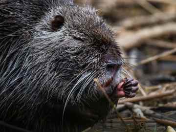 Would You Eat This Invasive Swamp Rodent to Protect the… 