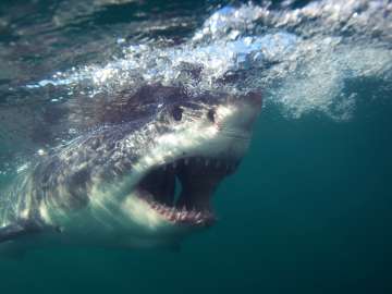 Surfer Missing After Shark Attack on World-Famous… 