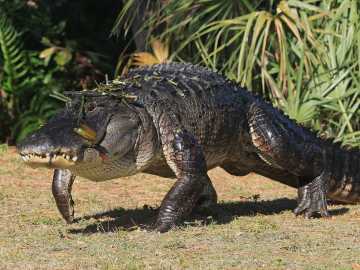 Huge Alligator Spotting Prompts Unique Pizza… 