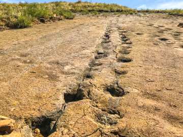 Paleontologists Discover 200-Million-Year-Old Dino Footprints in Plain… 