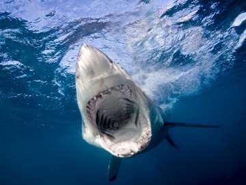 Fishermen Reel in Massive Great White Shark on Popular U.S.… 