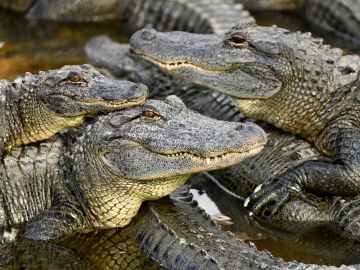Wild Video Shows Rare, Bloody Battle Between Alligator and… 